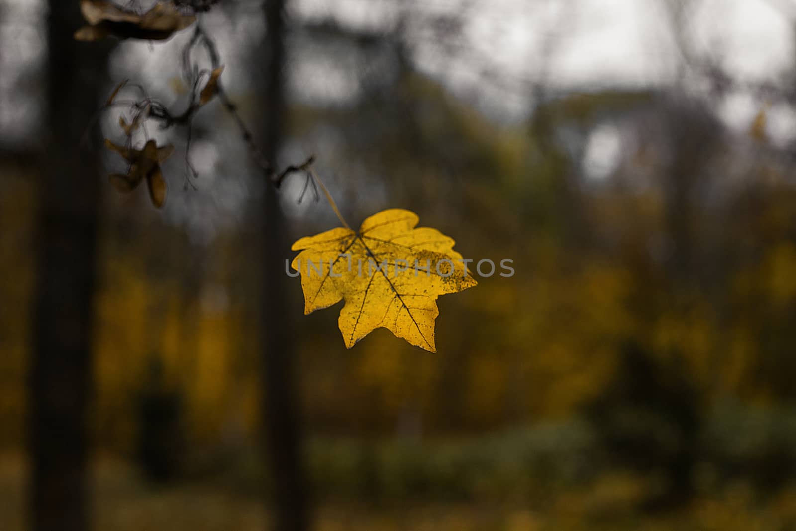 One dark yellow leaf on tree branch. Leaves is falling in fall. by alexsdriver