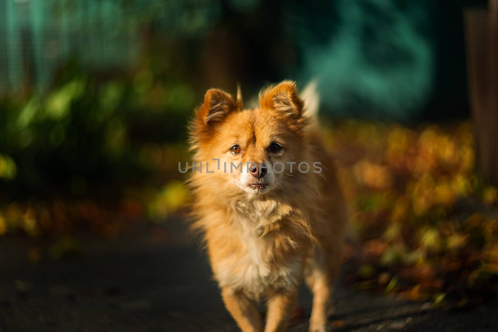 Orange homeless dog looks at you.