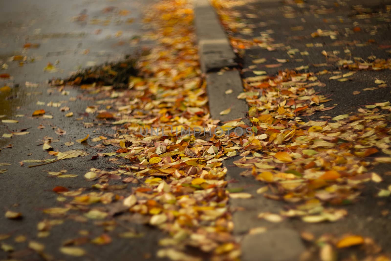 Orange leaves on wet asphalt.