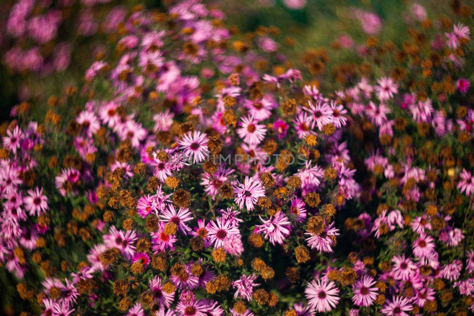 Purple chrysanthemums with blurred background and very soft focus. Art idea.