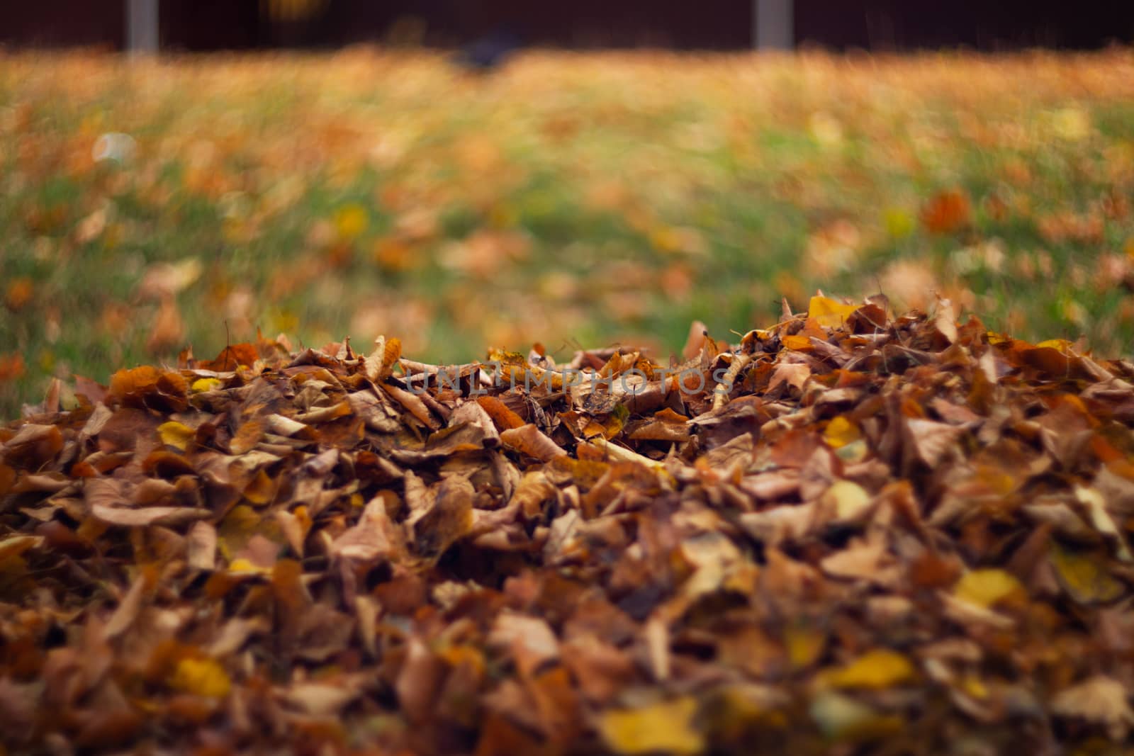 Orange leaves on wet grass. by alexsdriver