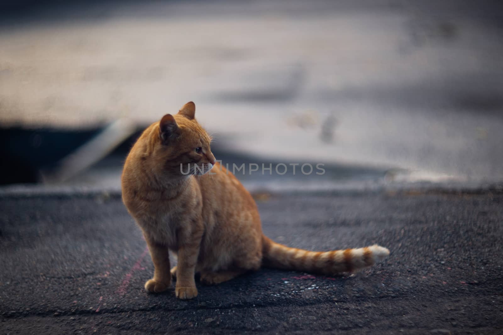 Temperamental homeless black cat looks at you in a big city.