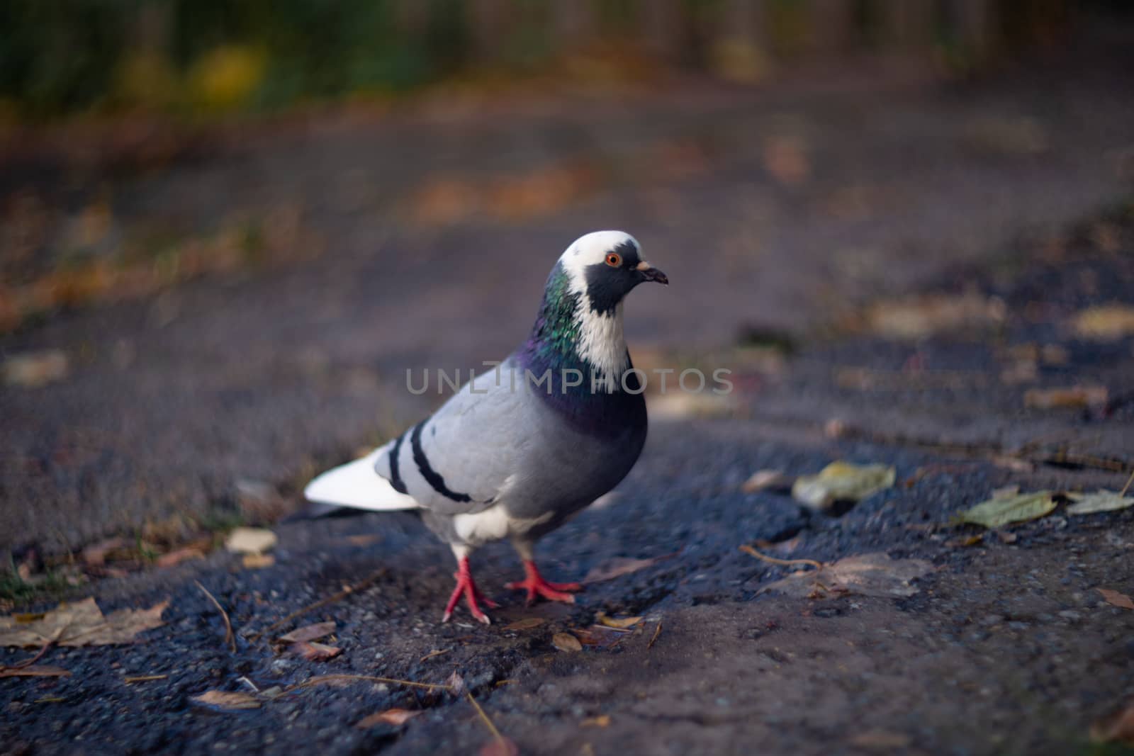 Nice dove in autumn orange forest.