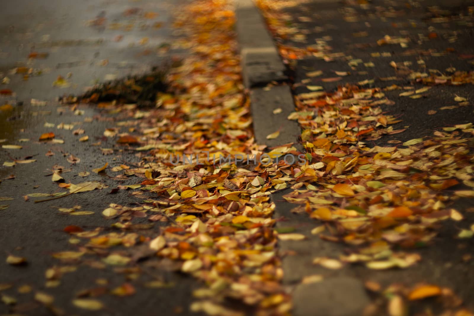 Orange leaves on wet asphalt.