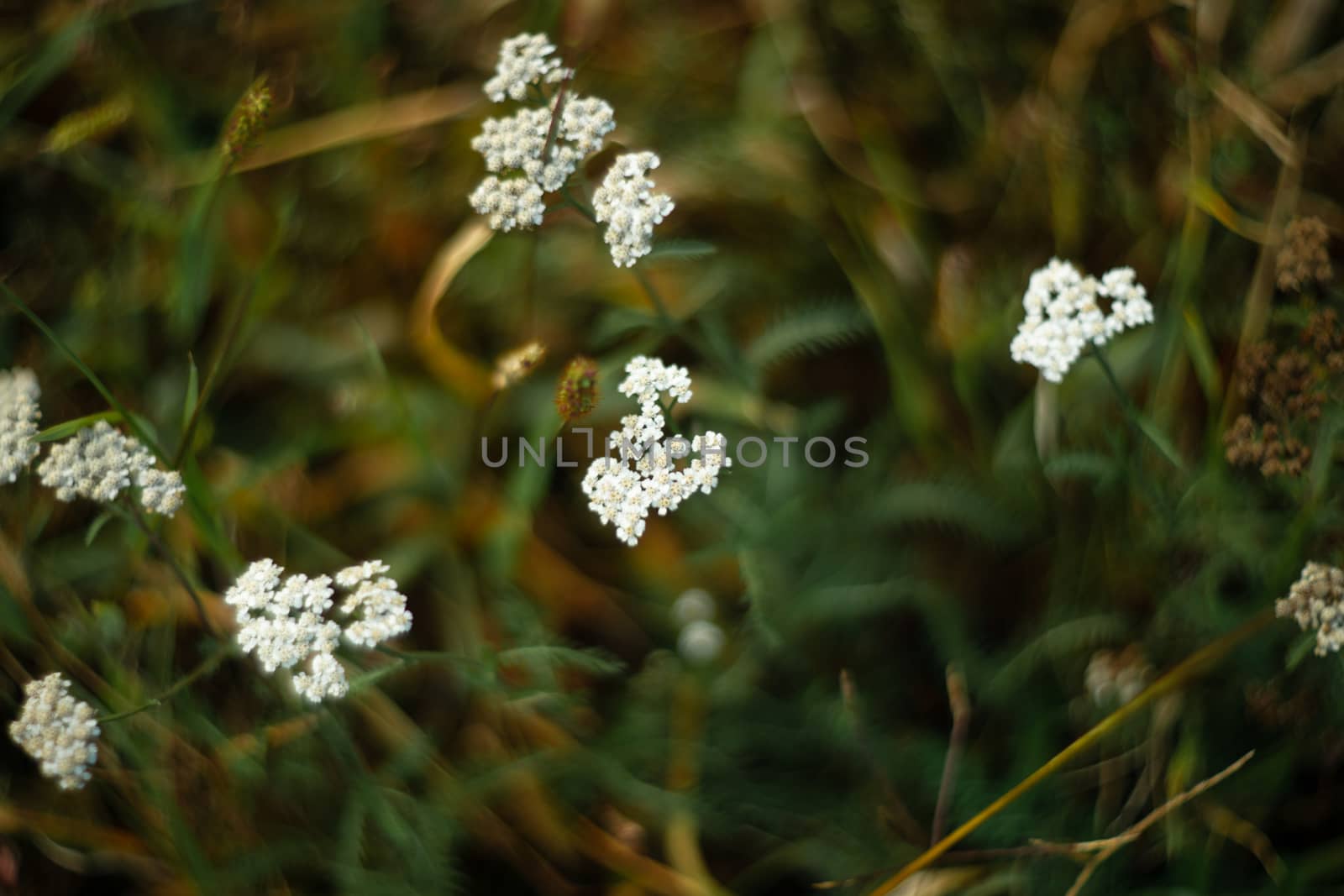 Yarrow closeup