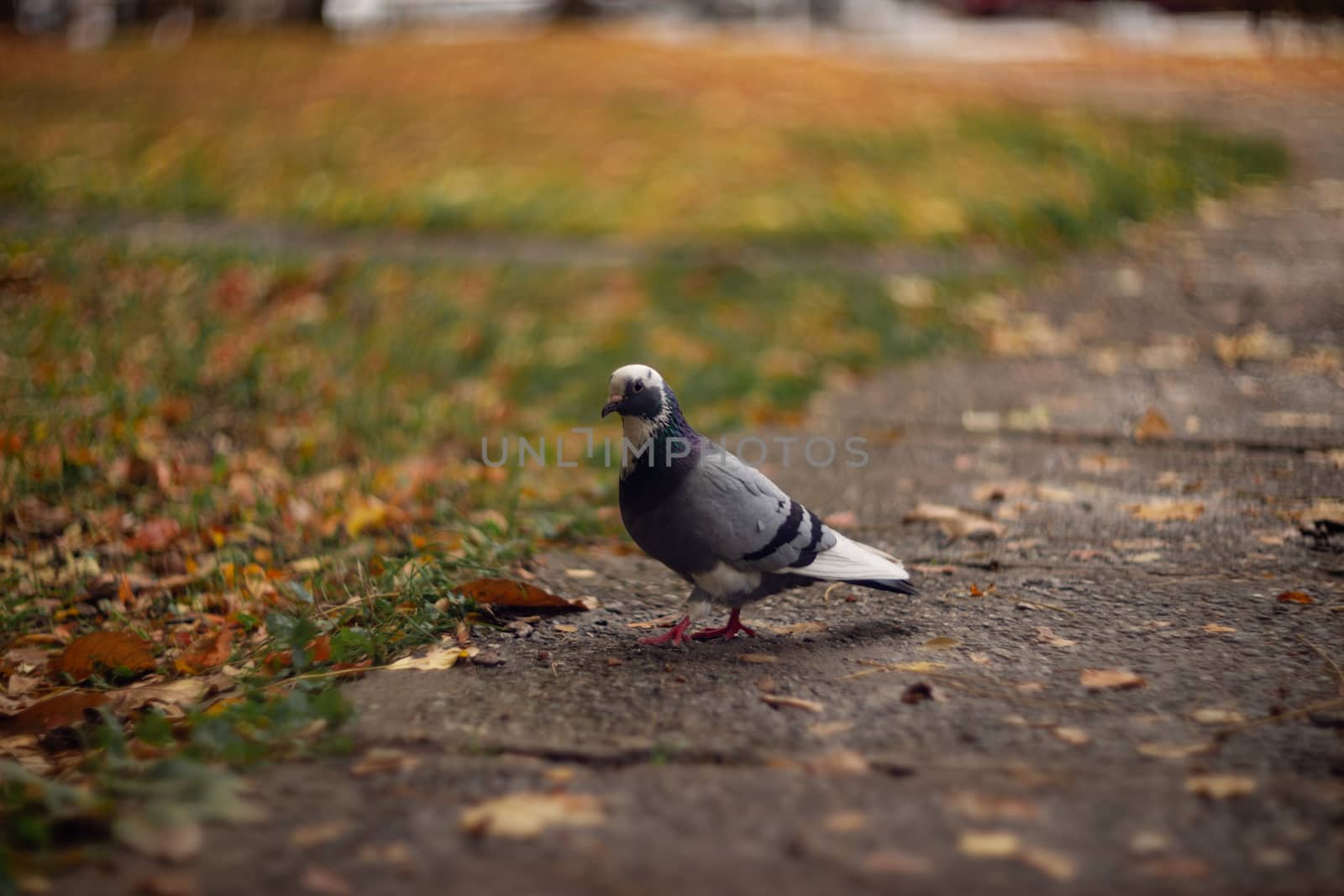 Nice dove in autumn orange forest.