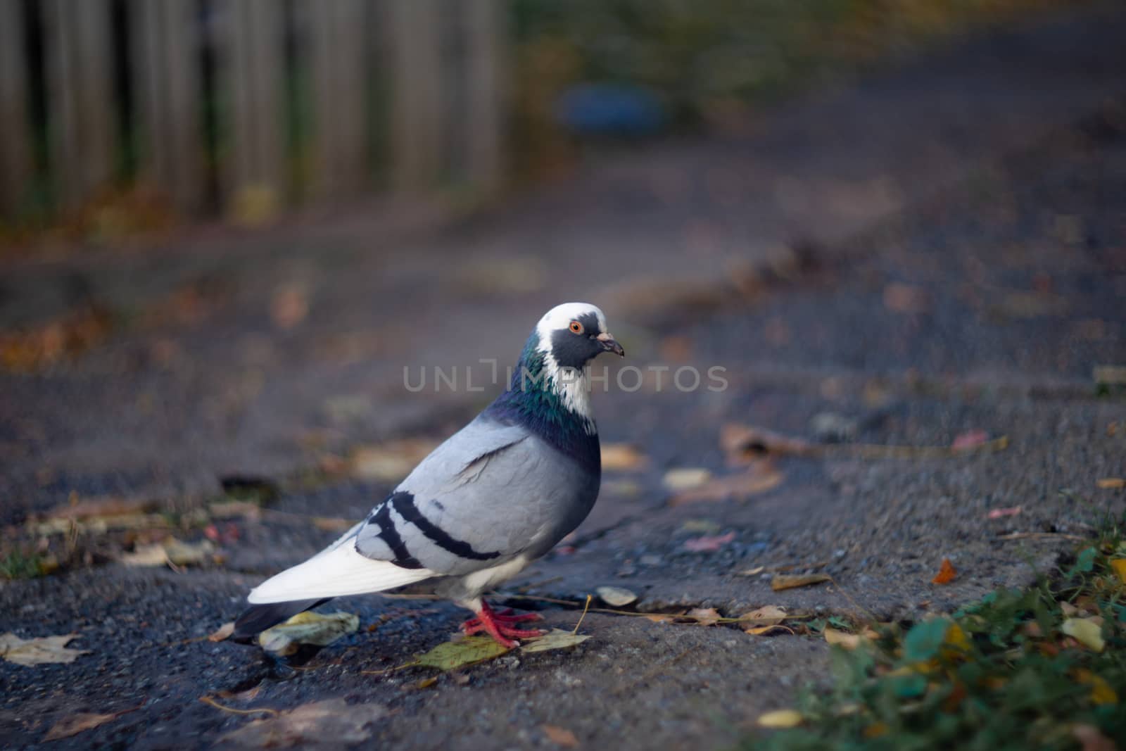 Nice dove in autumn orange forest.