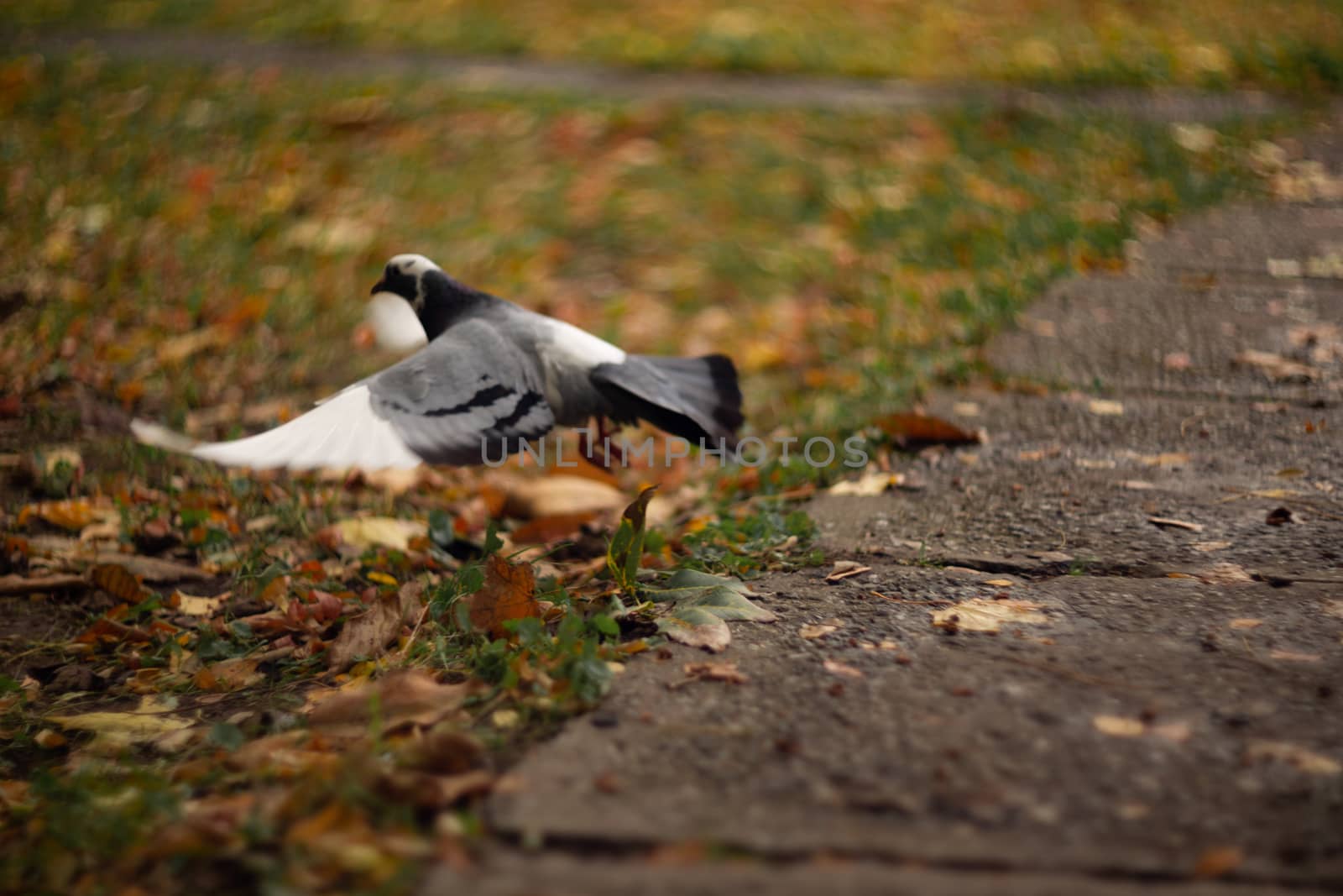 Nice dove in autumn orange forest.