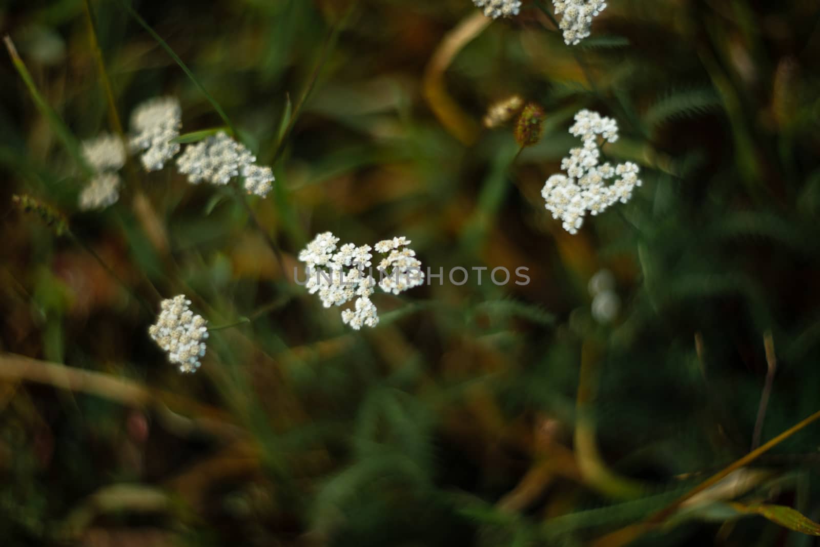 Yarrow closeup