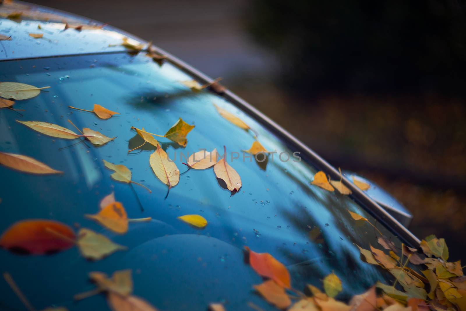 car windshield with orange leaves on it. The car has long stood in the parking lot and does not go by alexsdriver