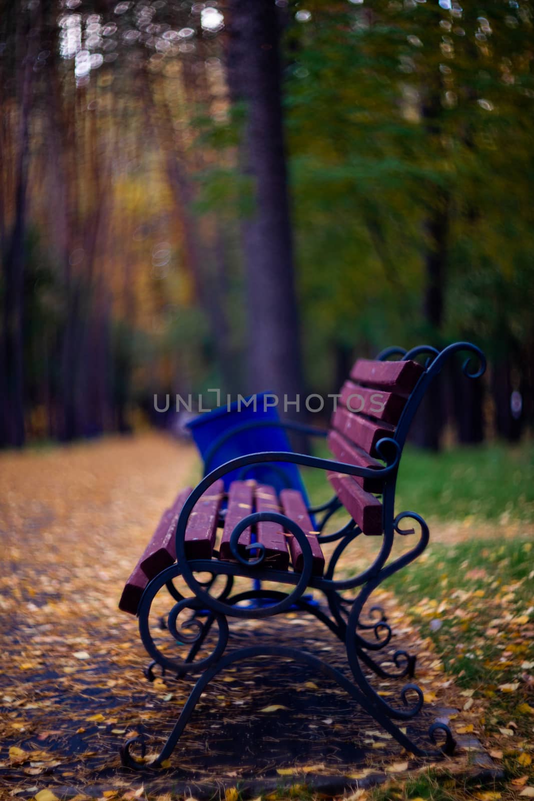 Bench in the park. It is autumn outside and there are some yellow leaves on the bench. The background is blurred.