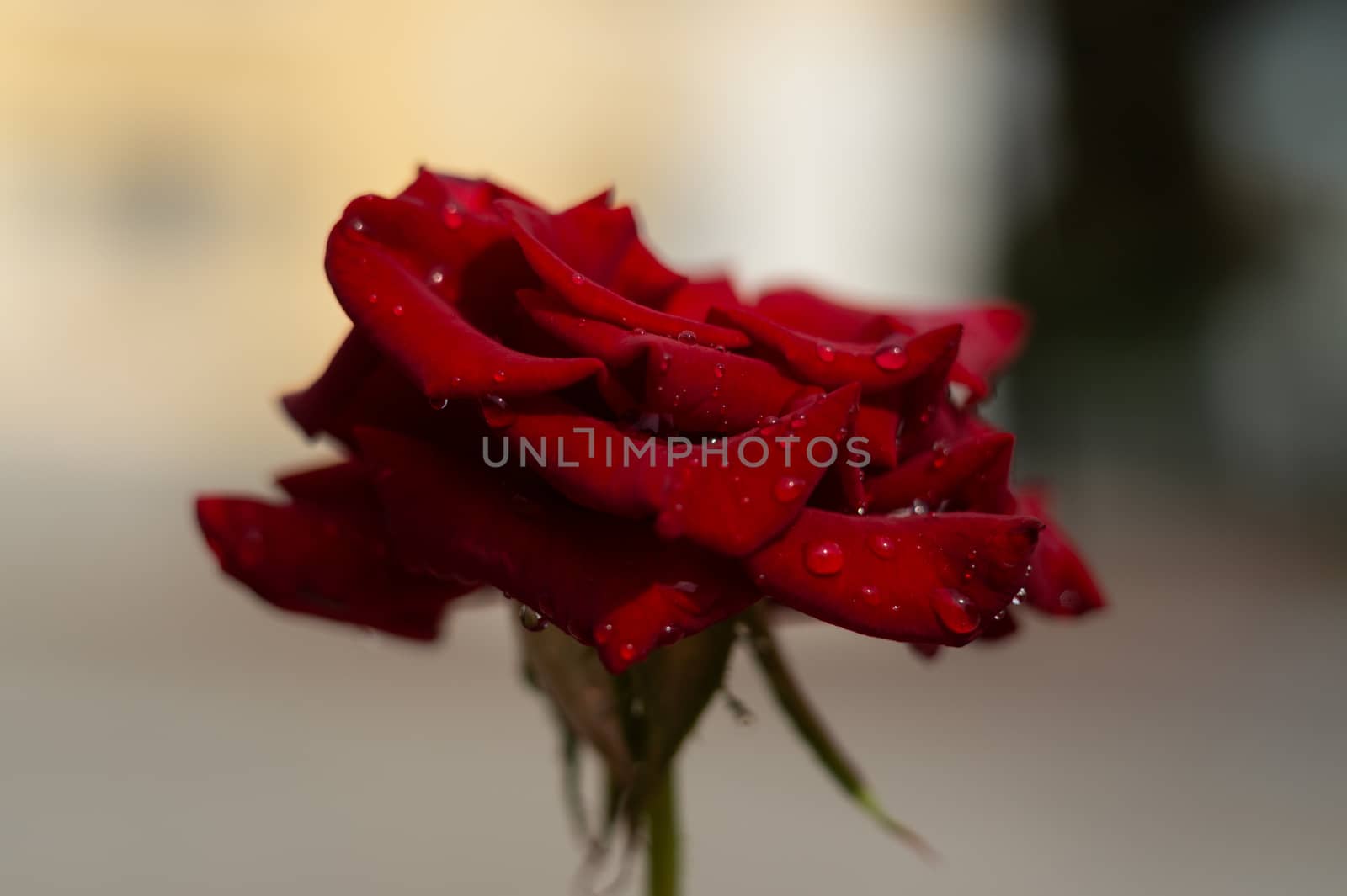 Hue red rose with water drops on blurred background. Close-up view.