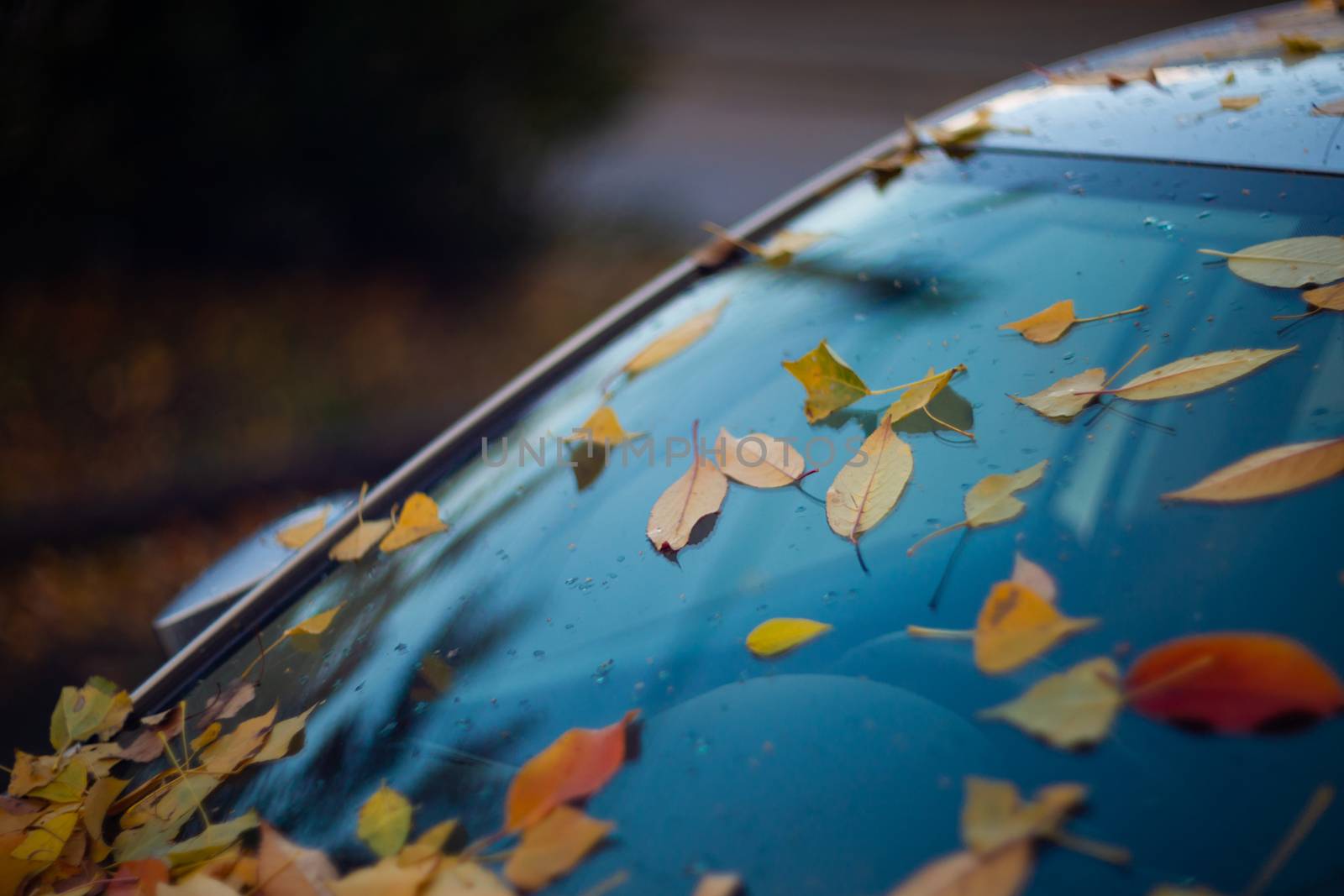 car windshield with orange leaves on it. The car has long stood in the parking lot and does not go by alexsdriver