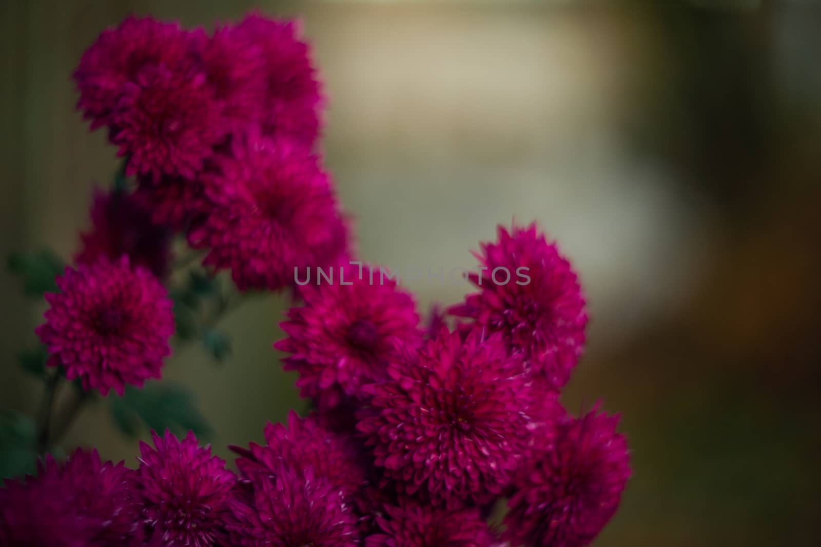 Purple chrysanthemums with blurred background and very soft focus. Art idea.