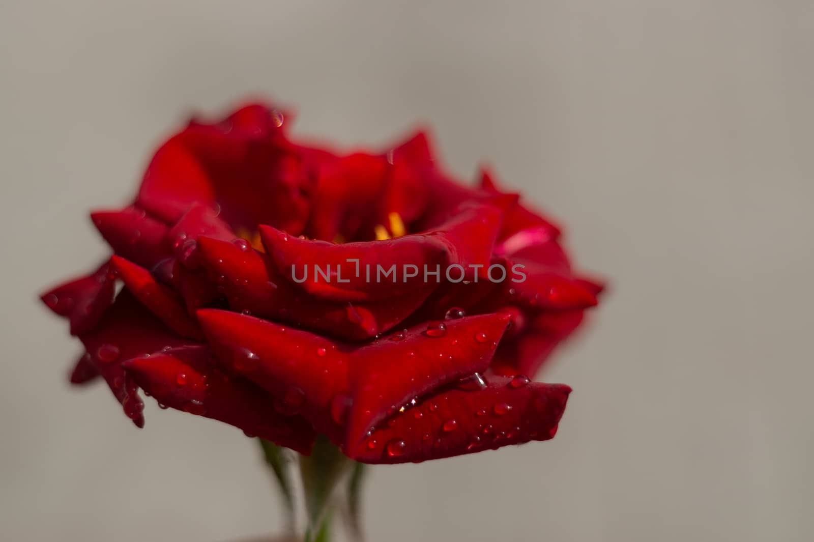 Hue red rose with water drops on blurred background. Close-up view.