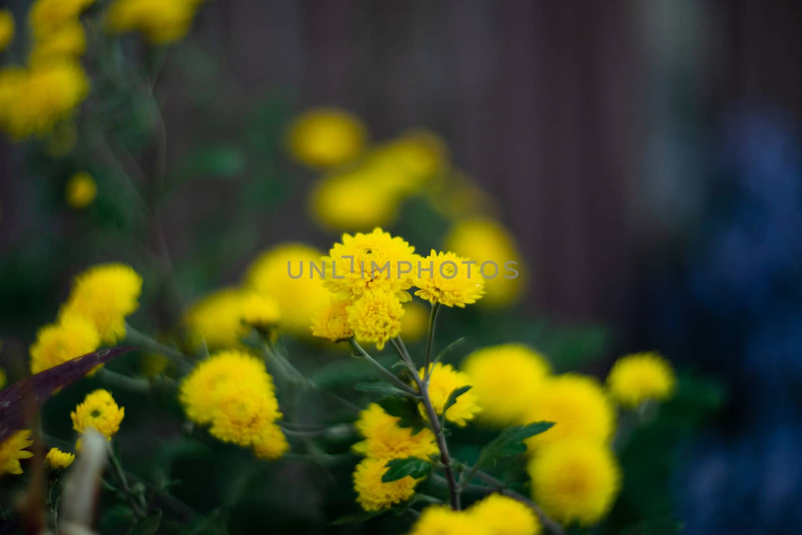 Yellow chrysanthemums with blurred background and very soft focus. Art idea.