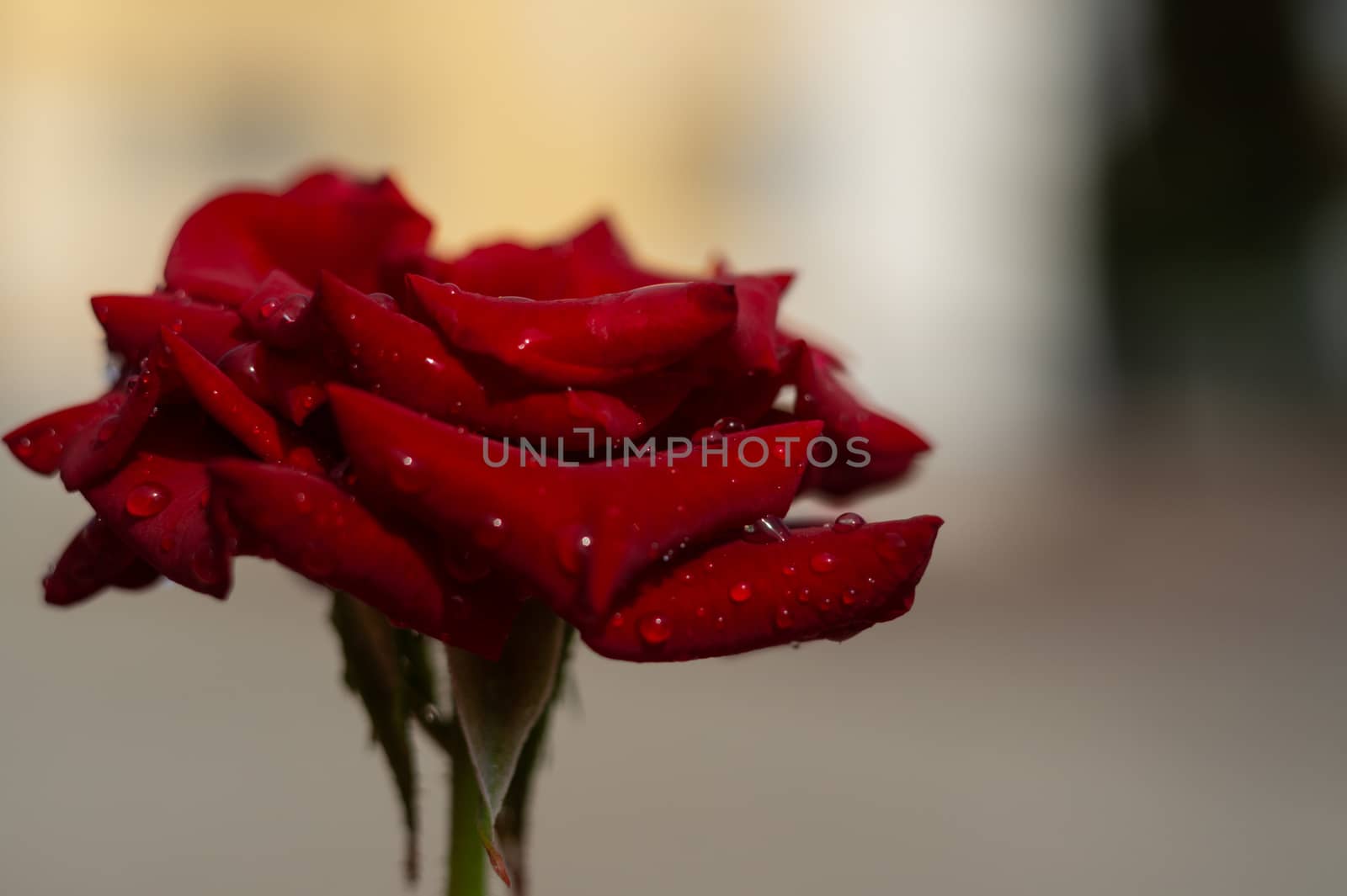 Hue red rose with water drops on blurred background. Close-up view.