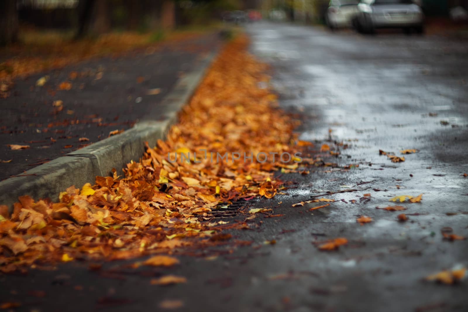 Orange leaves on wet asphalt.