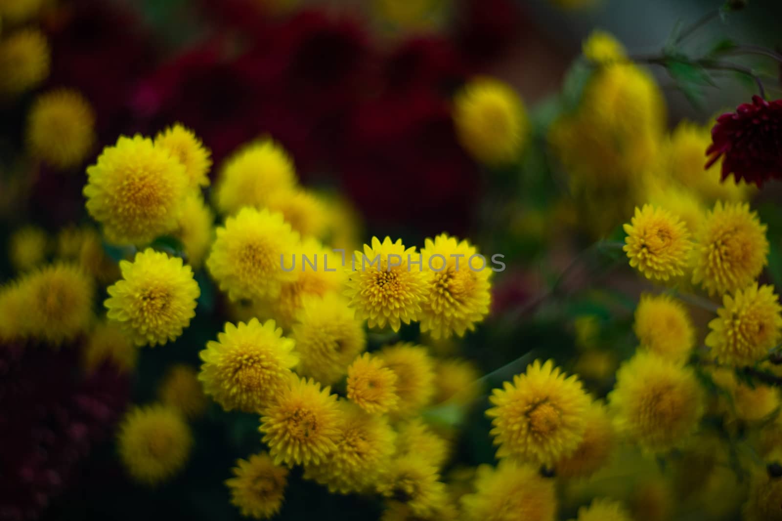 Yellow chrysanthemums with blurred background and very soft focus. Art idea.