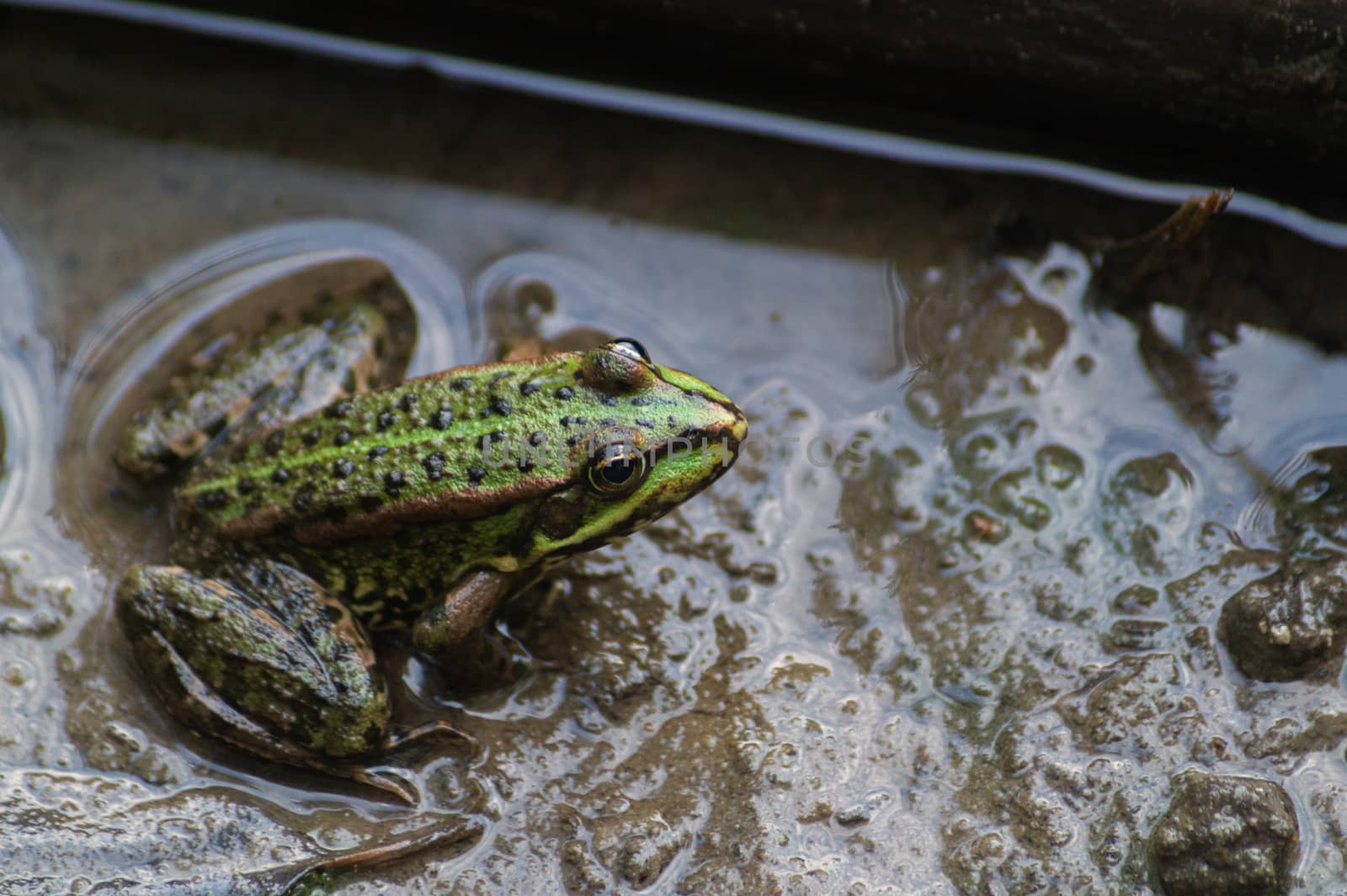 Green littlefrog sitting in the mud in the water