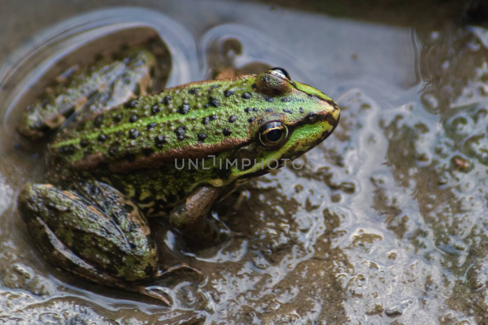 Green littlefrog sitting in the mud in the water