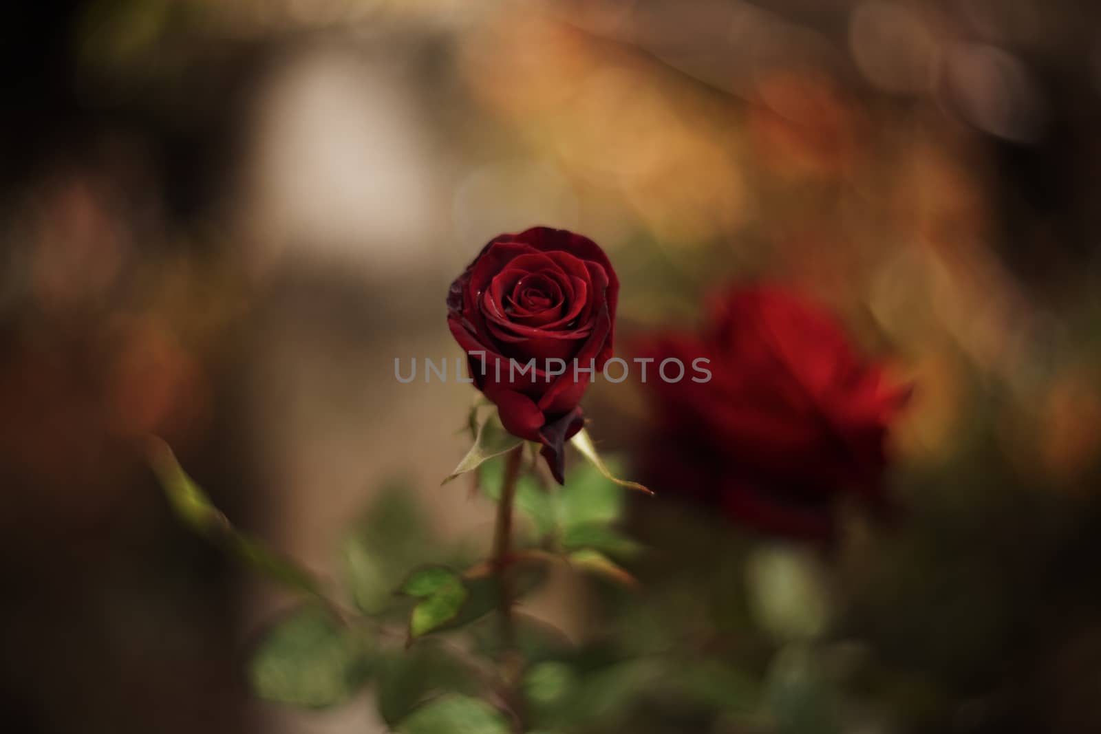 Perfect and beautiful hue red rose in garden. Close-up view, backgroud is blurred.