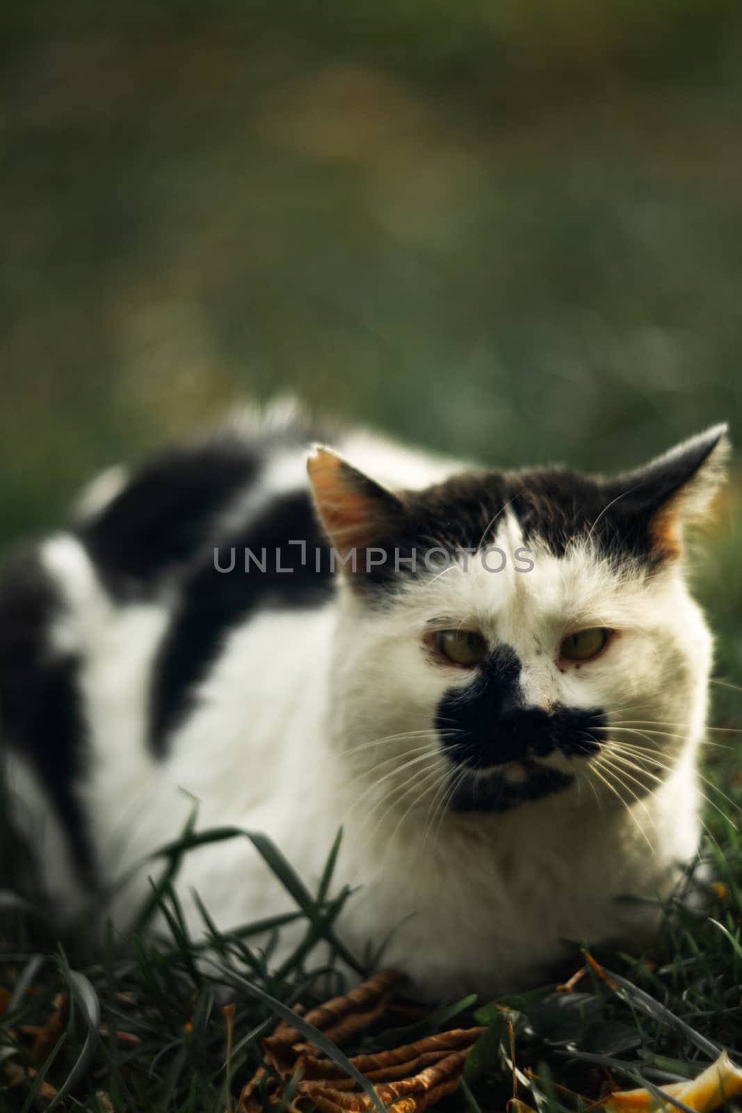 Temperamental homeless cross-eyed squint spotty cat looks at you in on green grass