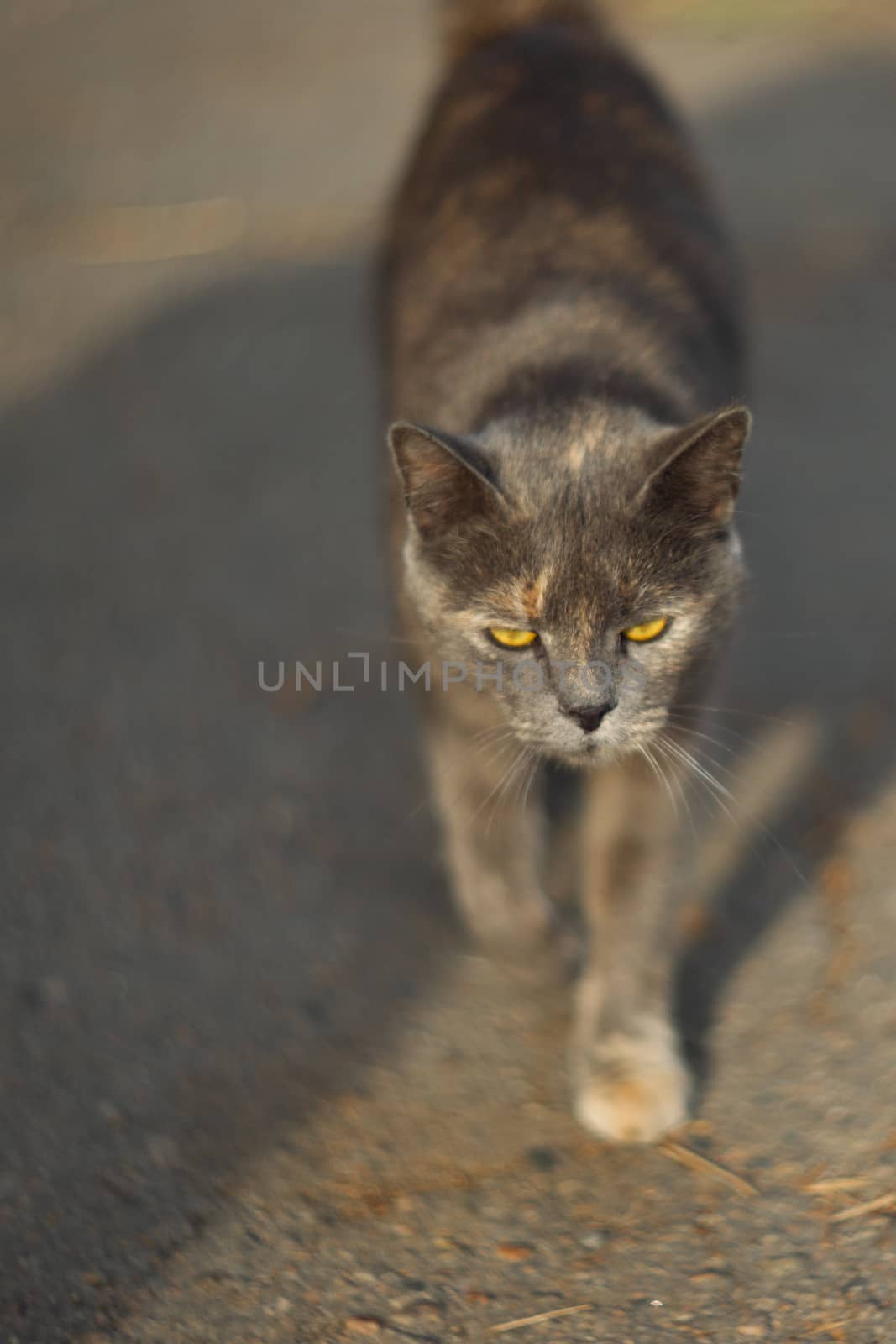 Temperamental homeless gray cat looks at you in a big city. Cat walks on asphalt. Cat is homeless.