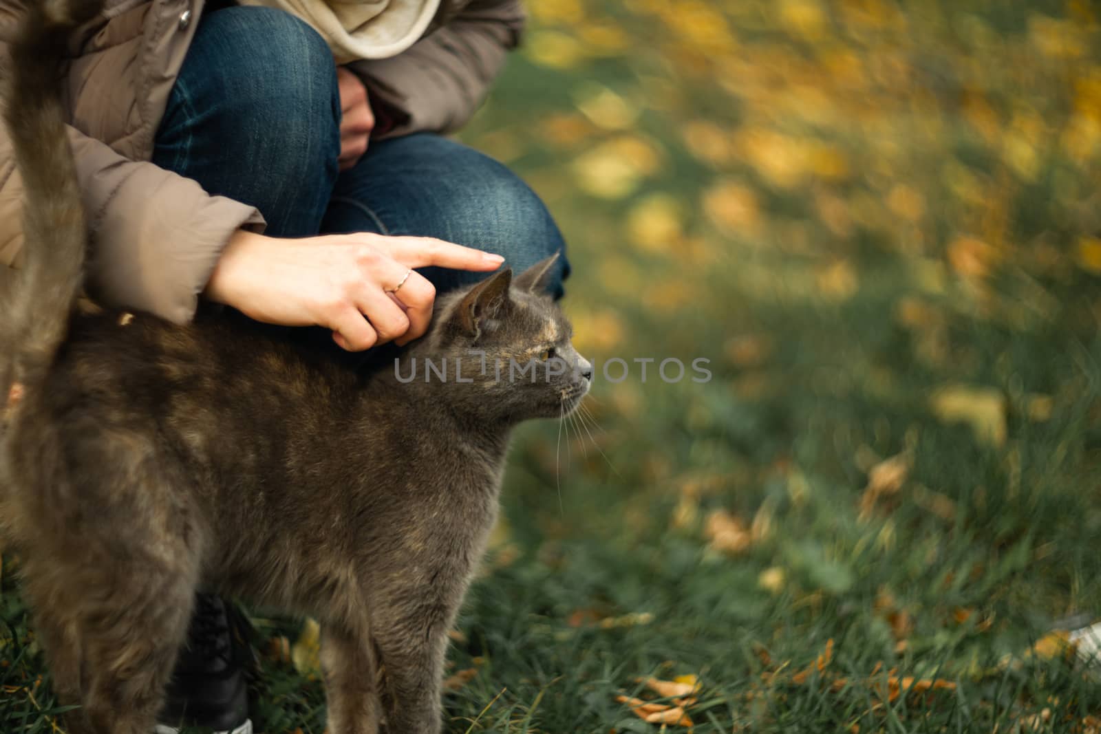 Girl strokes a stray gray beautiful temperamental cat on the grass. by alexsdriver