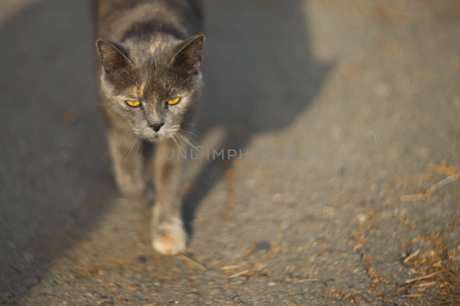 Temperamental homeless gray cat looks at you in a big city. Cat walks on asphalt. Cat is homeless.