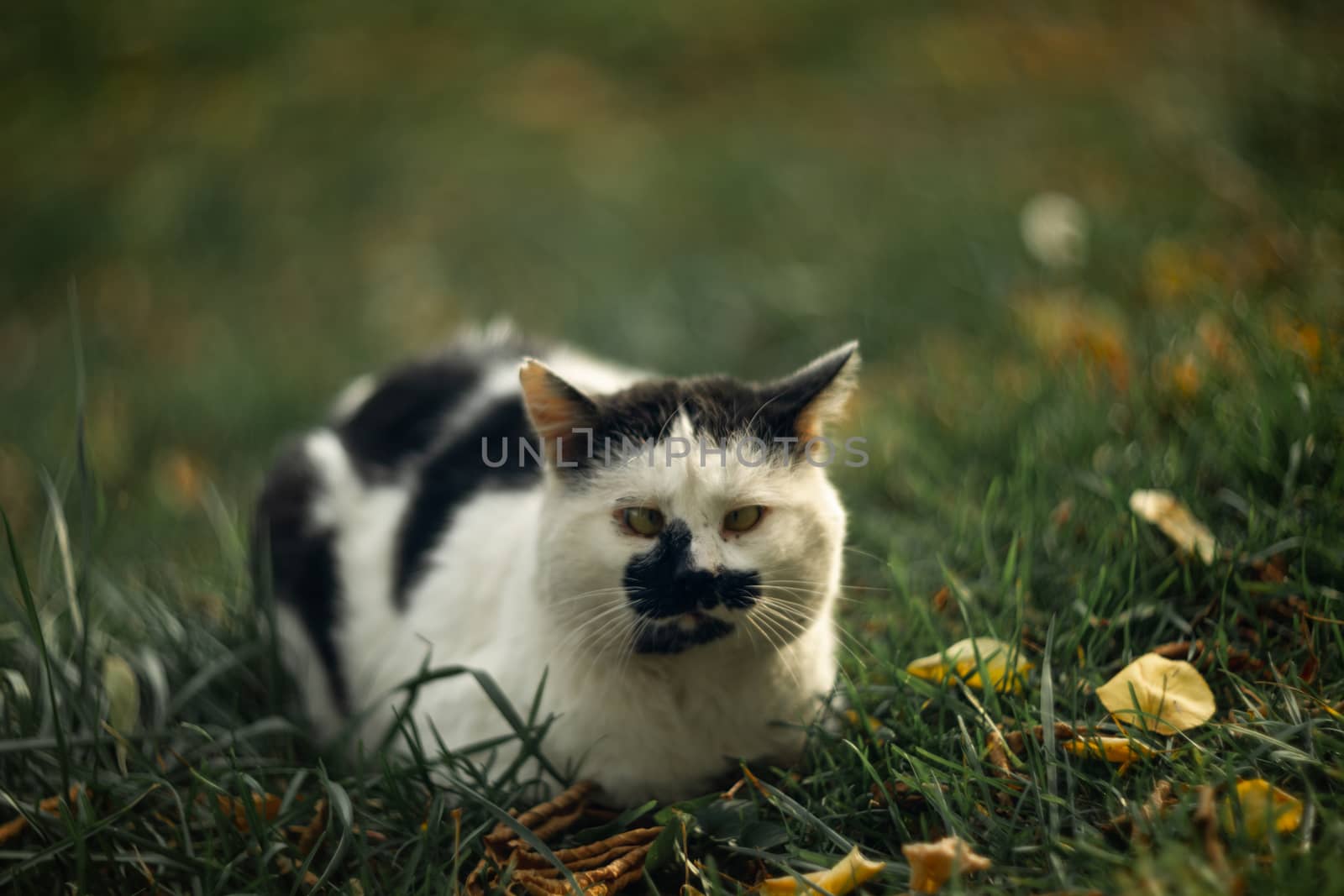 Temperamental homeless cross-eyed squint spotty cat looks at you in on green grass