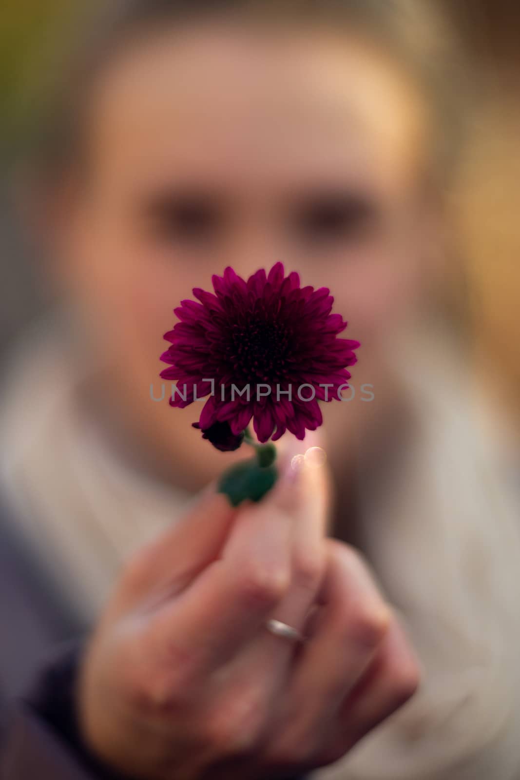 Pretty young girl holds dark purple flower in front of her. Girl is very defocused, soft focus on hand. by alexsdriver
