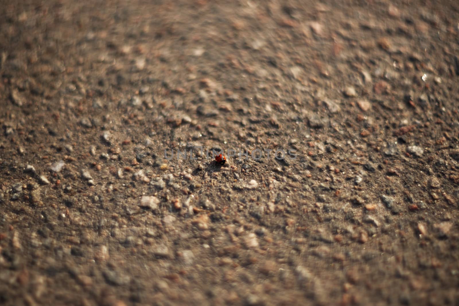 Ladybug on the pavement. A small insect on the roadway. by alexsdriver