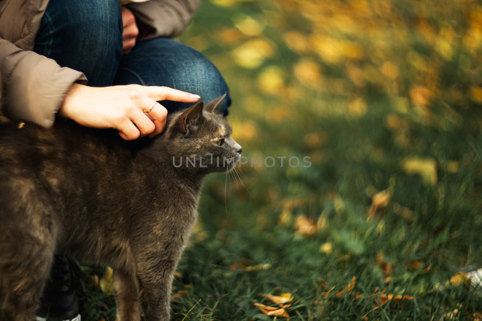 Girl strokes a stray gray beautiful temperamental cat on the grass.