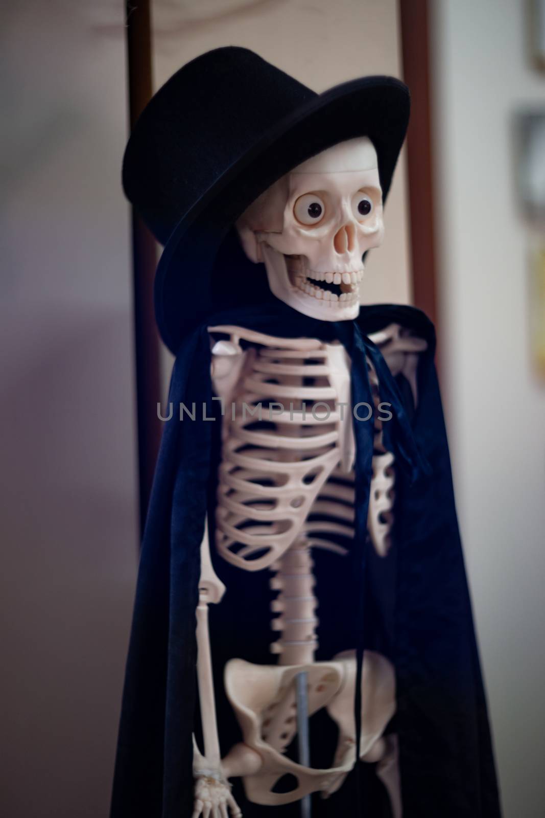 Skeleton with hat on head and cloak. Halloween decoration. by alexsdriver