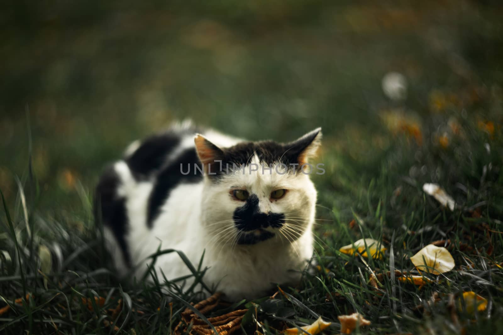 Temperamental homeless cross-eyed squint spotty cat looks at you in on green grass