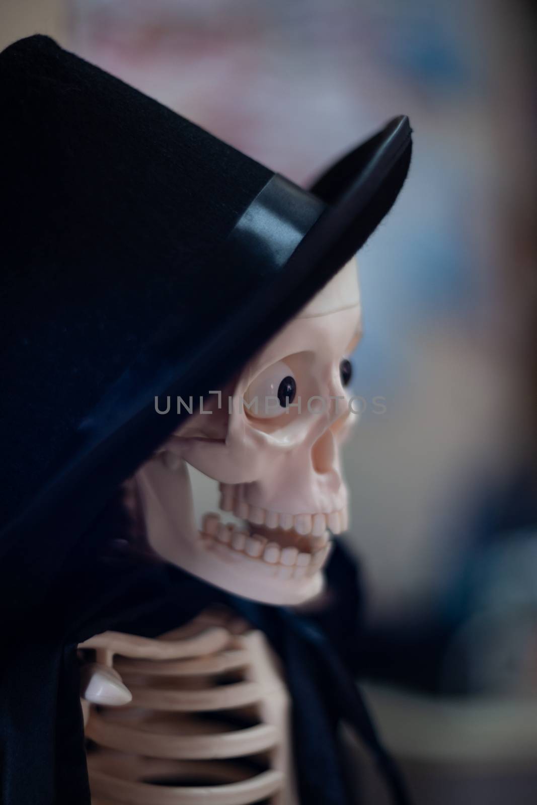 Skeleton with hat on head and cloak. Close-up view. Halloween decoration and blurred background. by alexsdriver