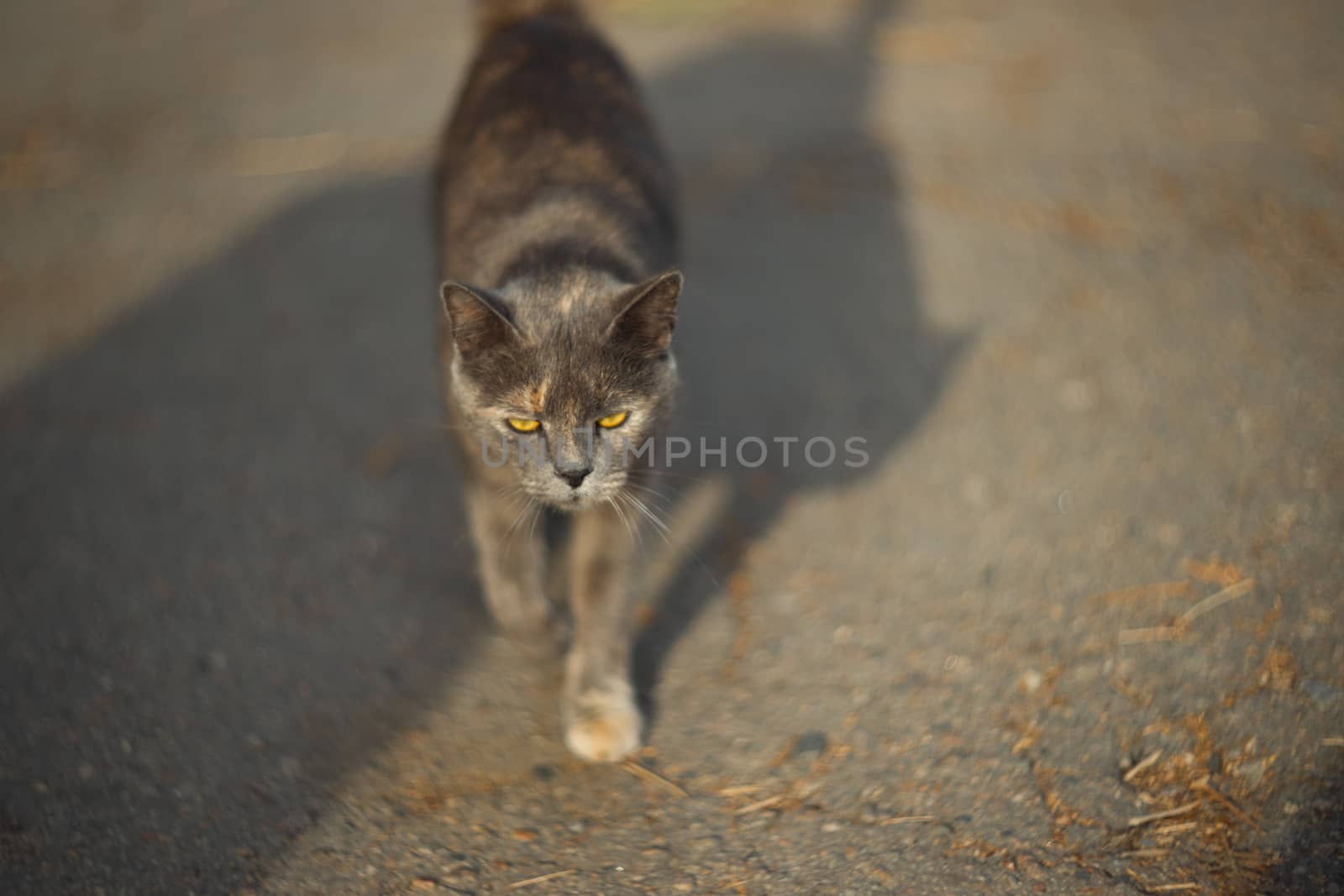 Temperamental homeless gray cat looks at you in a big city. Cat walks on asphalt. Cat is homeless. by alexsdriver