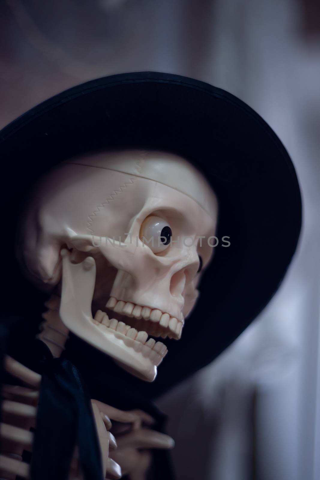 Skeleton with hat on head and cloak. Close-up view. Halloween decoration and blurred background. by alexsdriver