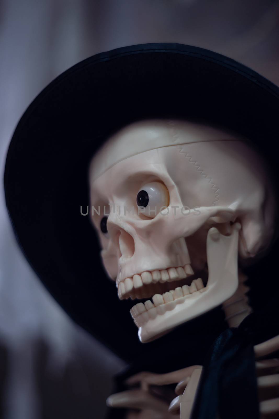 Skeleton with hat on head and cloak. Close-up view. Halloween decoration and blurred background.