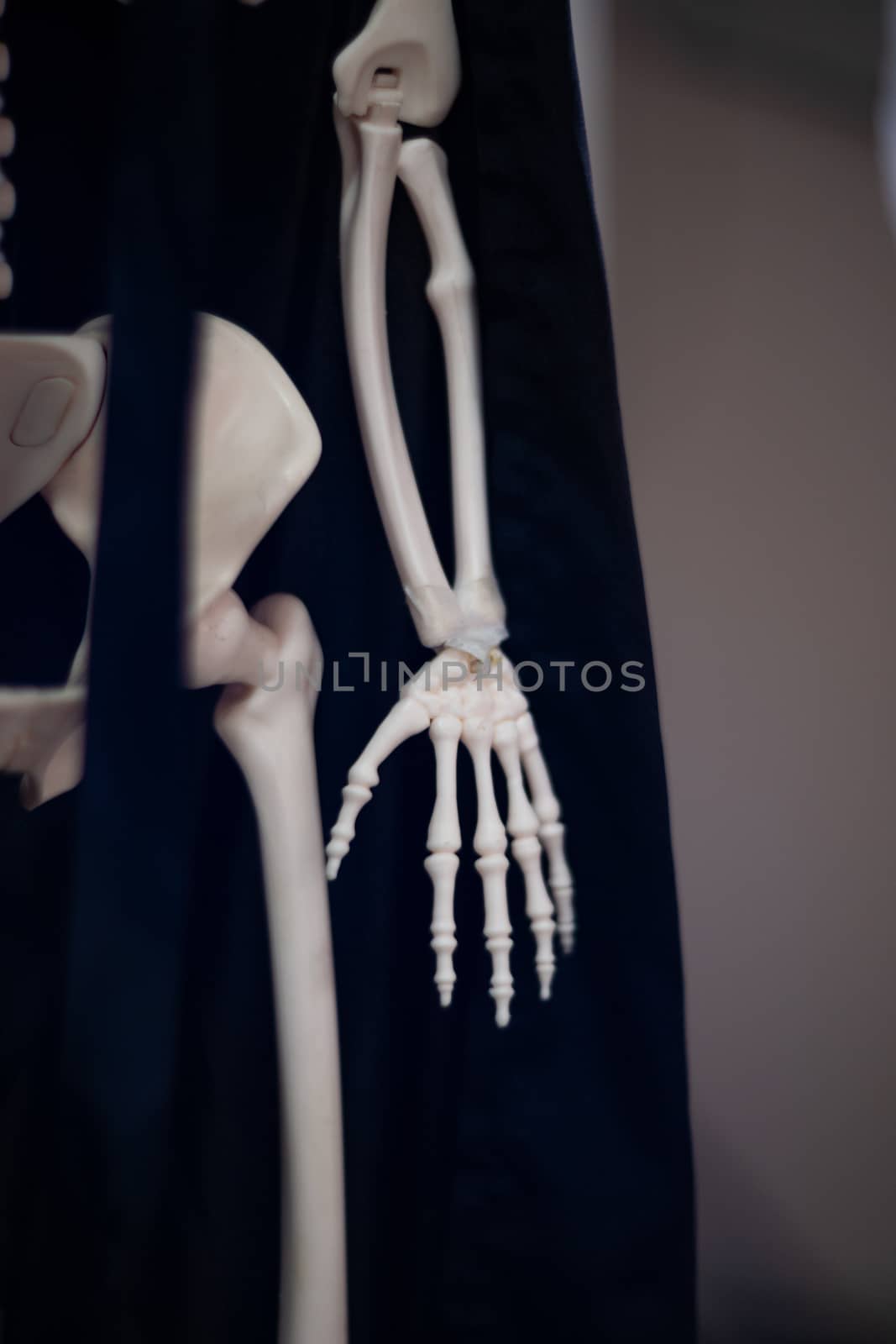 Skeleton with cloak. Halloween decoration. by alexsdriver