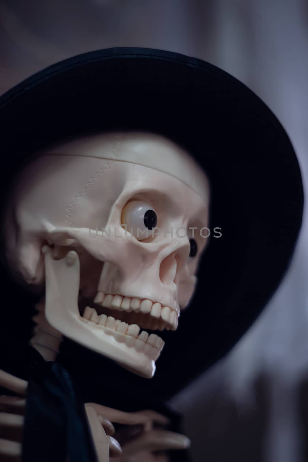 Skeleton with hat on head and cloak. Close-up view. Halloween decoration and blurred background. by alexsdriver