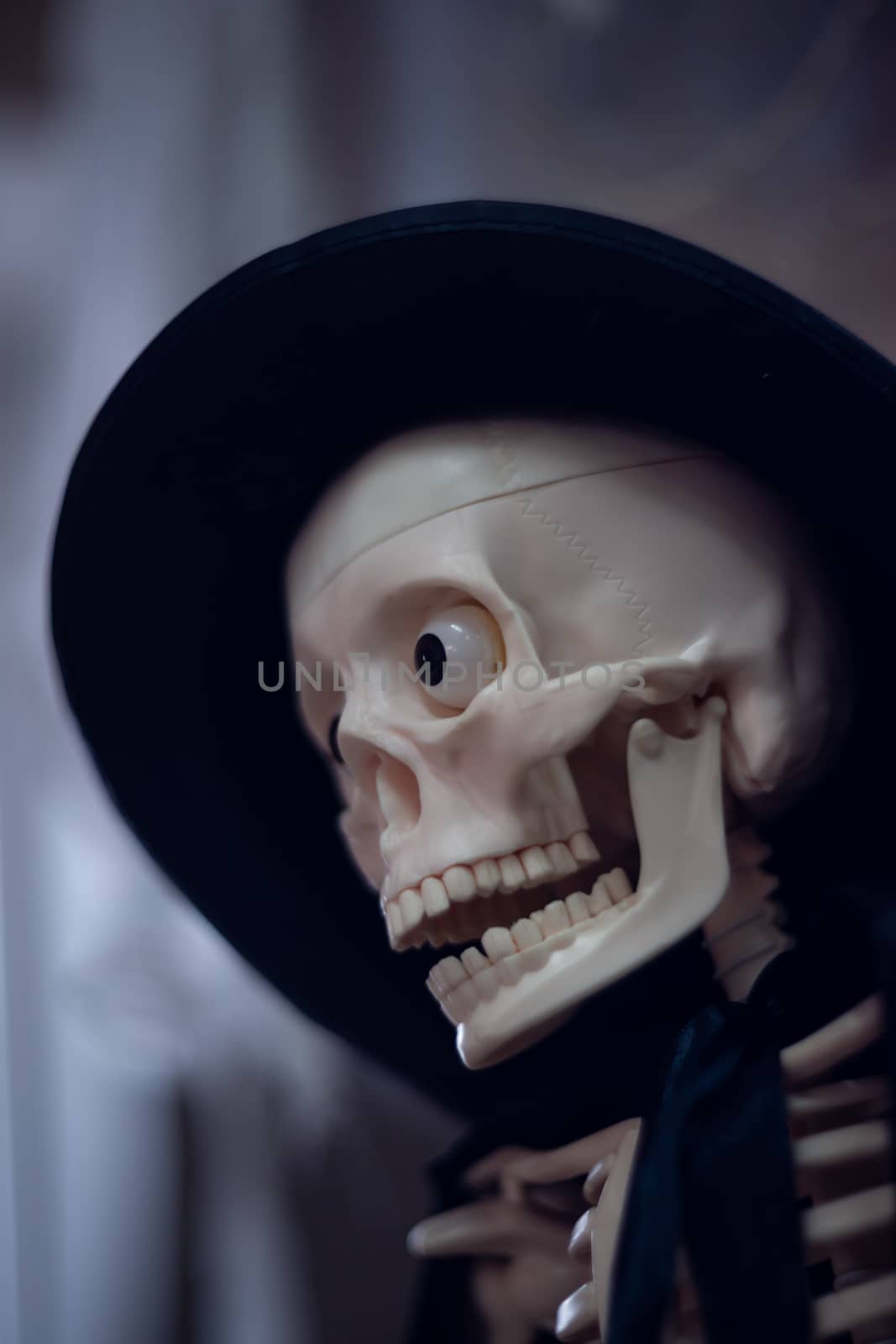 Skeleton with hat on head and cloak. Close-up view. Halloween decoration and blurred background.