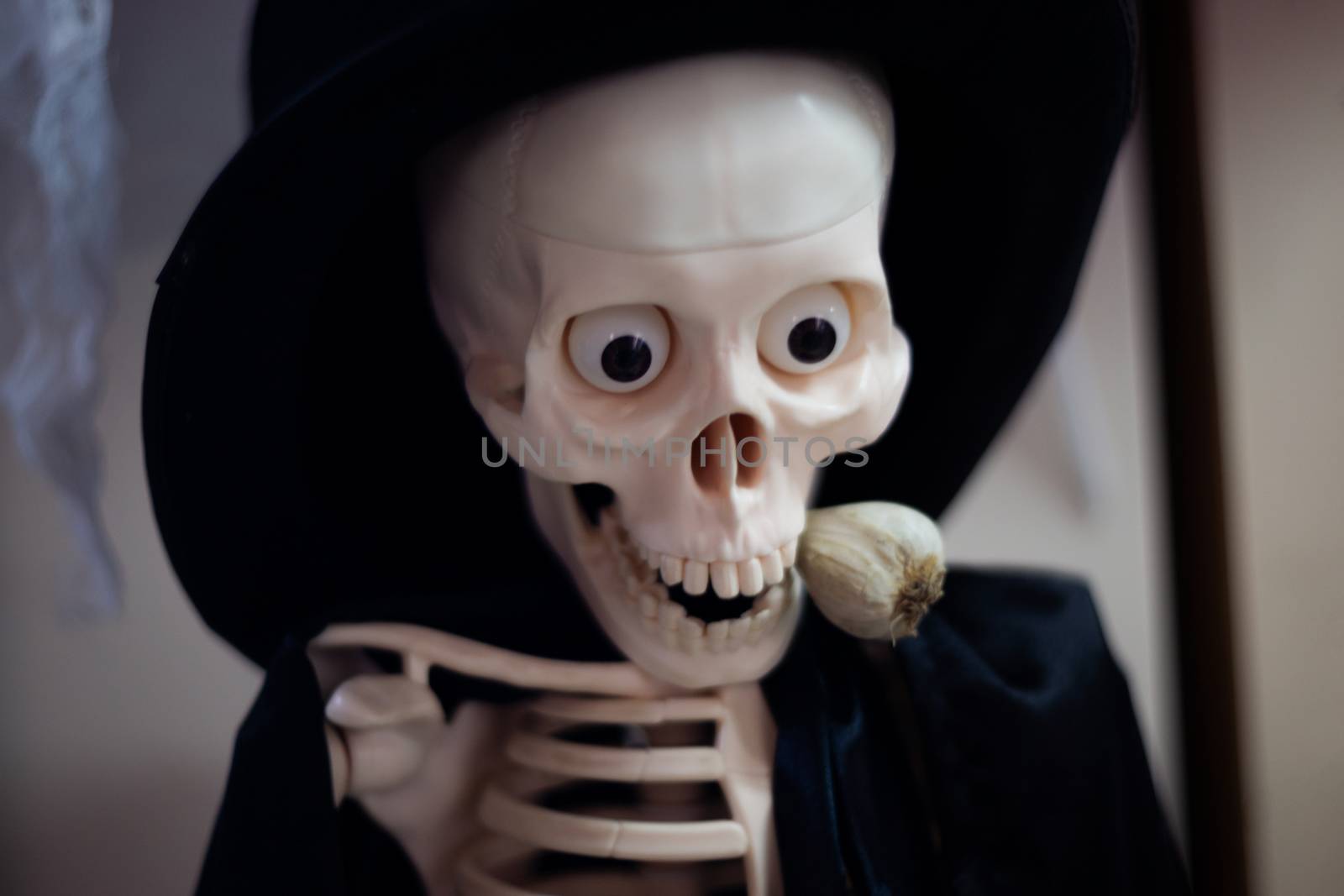 Skeleton with hat on head and cloak with garlic in mouth. Halloween decoration. Close-up view with blurred background.