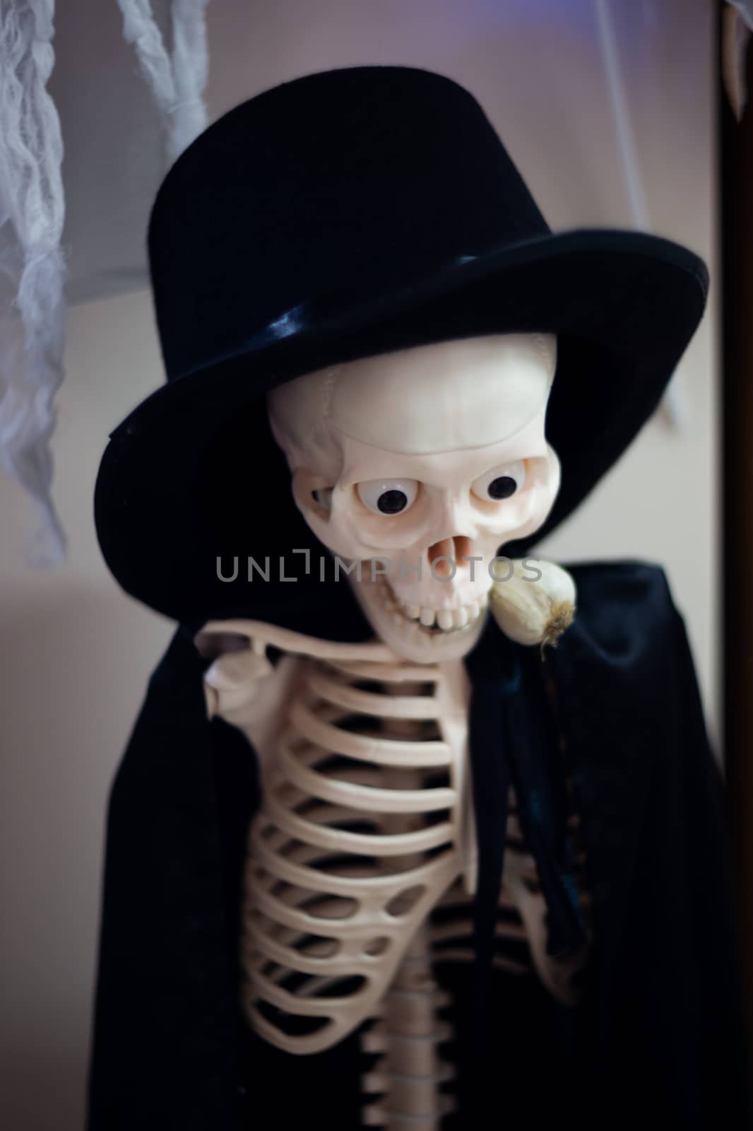 Skeleton with hat on head and cloak with garlic in mouth. Halloween decoration. Close-up view with blurred background.
