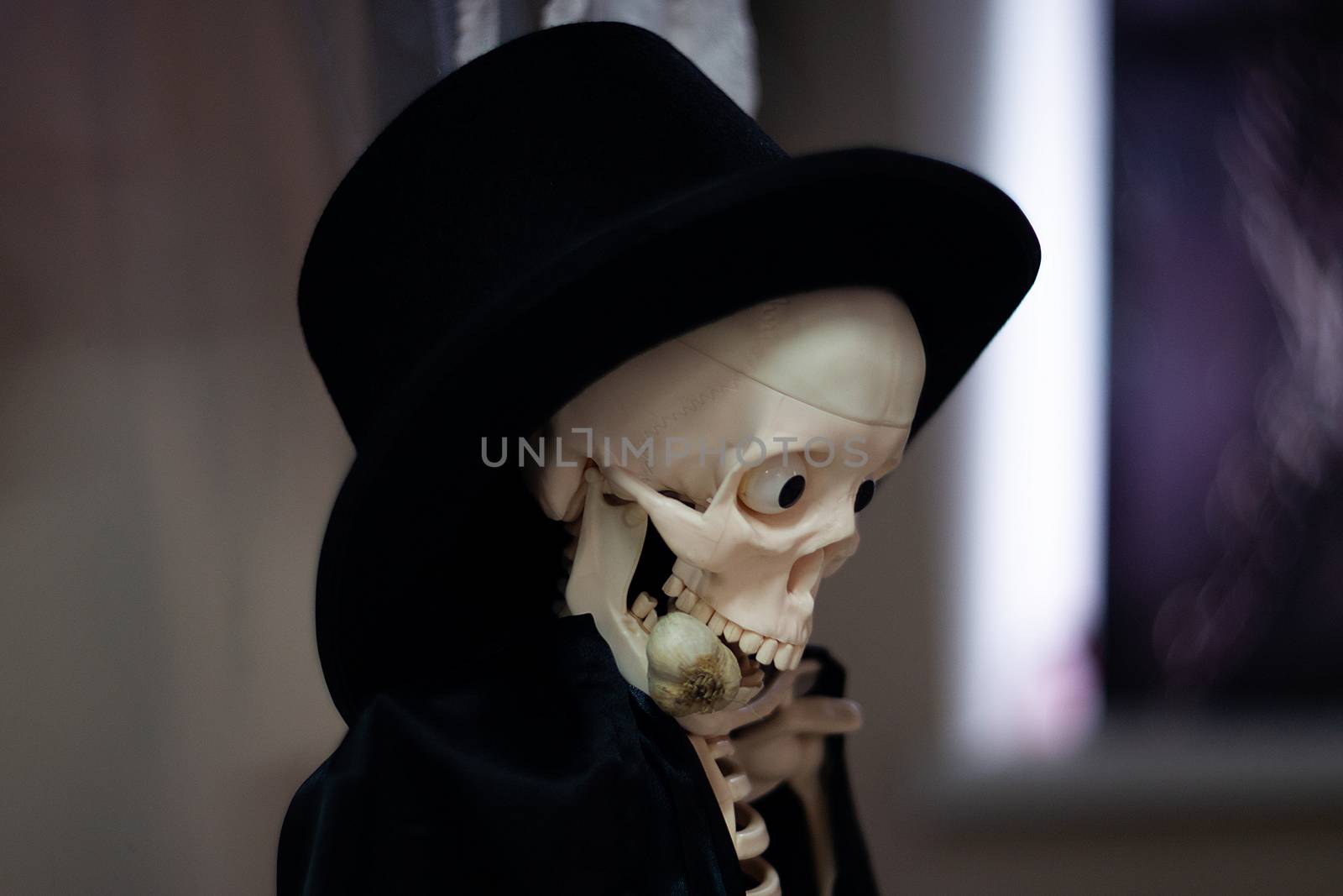 Skeleton with hat on head and cloak with garlic in mouth. Halloween decoration. Close-up view with blurred background.
