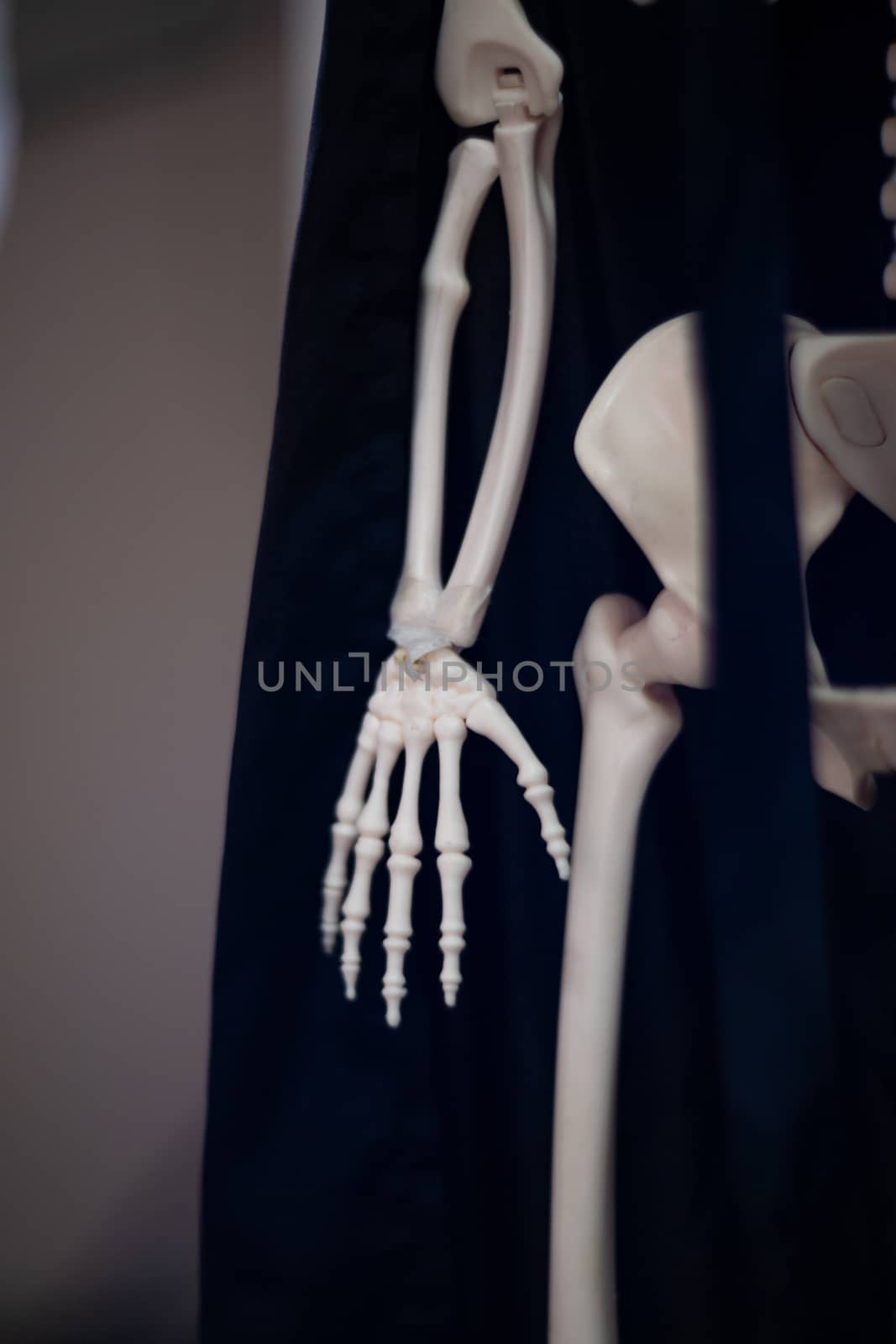 Skeleton with cloak. Halloween decoration.