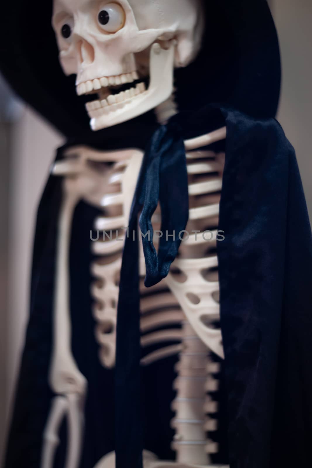 Skeleton with hat on head and cloak. Halloween decoration. by alexsdriver