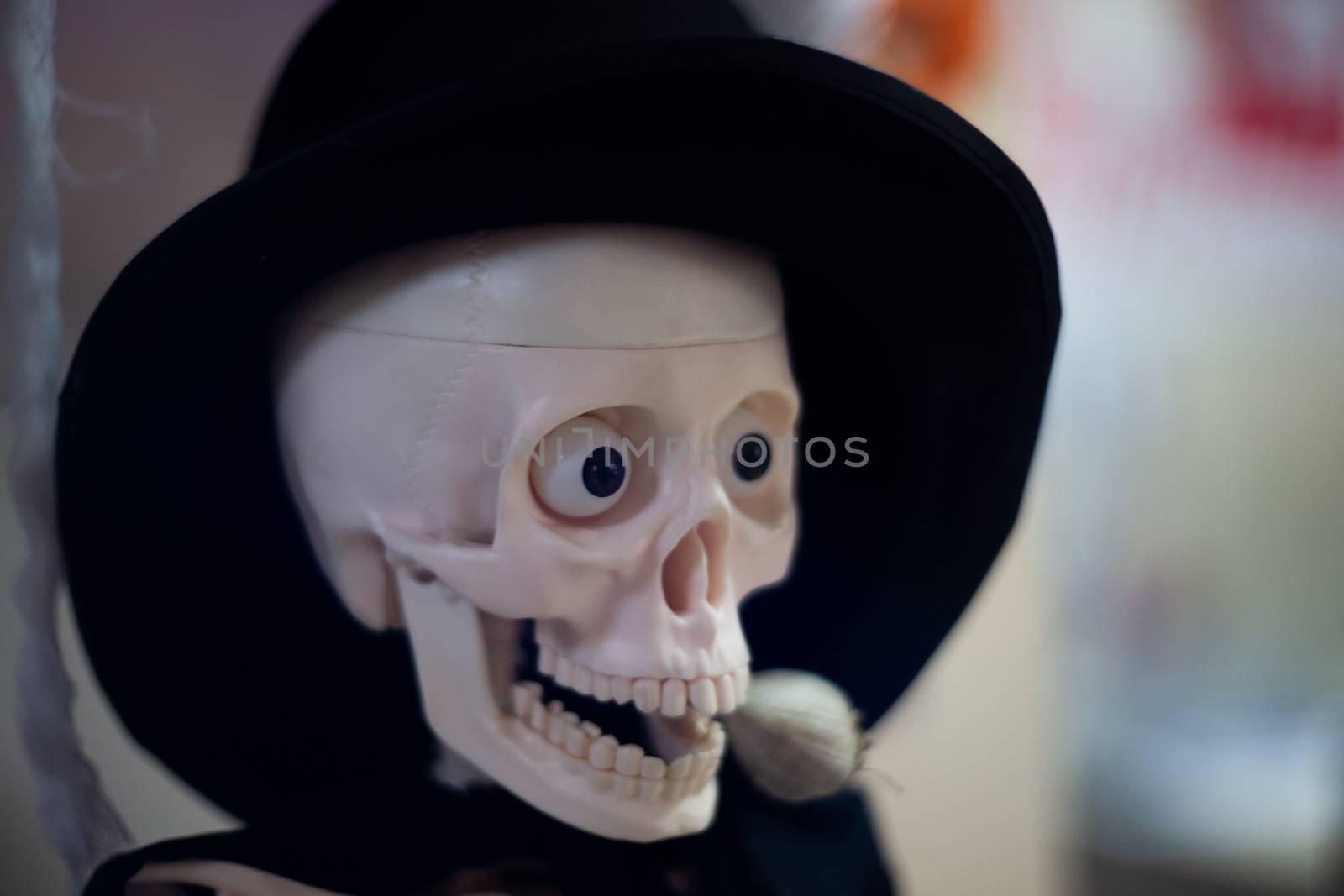 Skeleton with hat on head and cloak with garlic in mouth. Halloween decoration. Close-up view with blurred background.