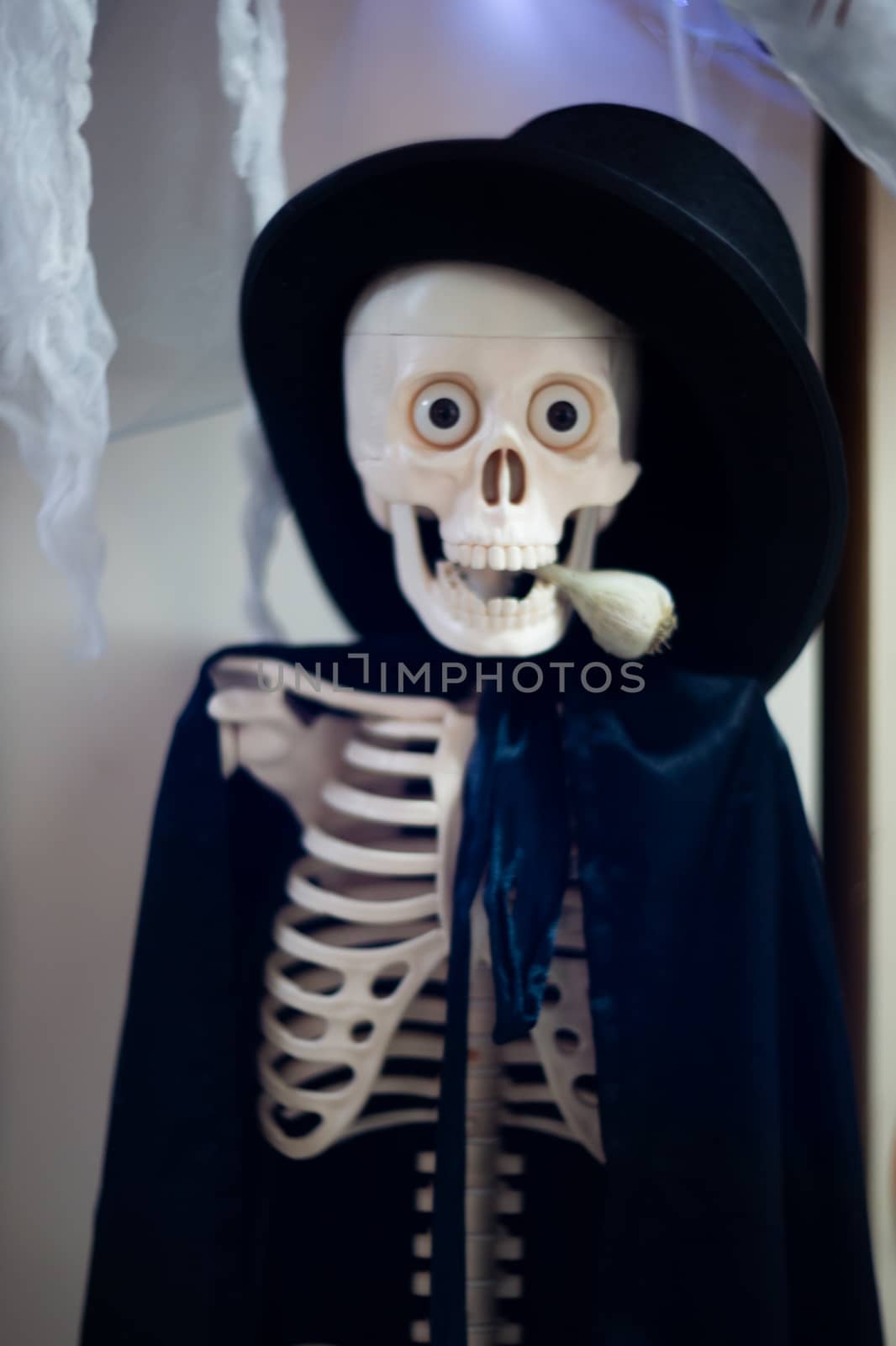 Skeleton with hat on head and cloak with garlic in mouth. Halloween decoration. Close-up view with blurred background.